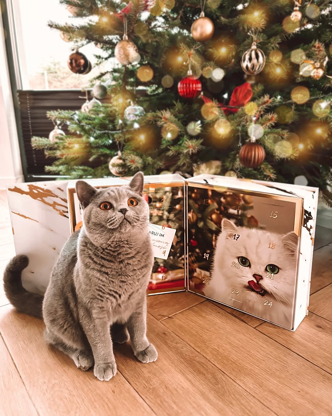 Purina aneta_curly_mom
